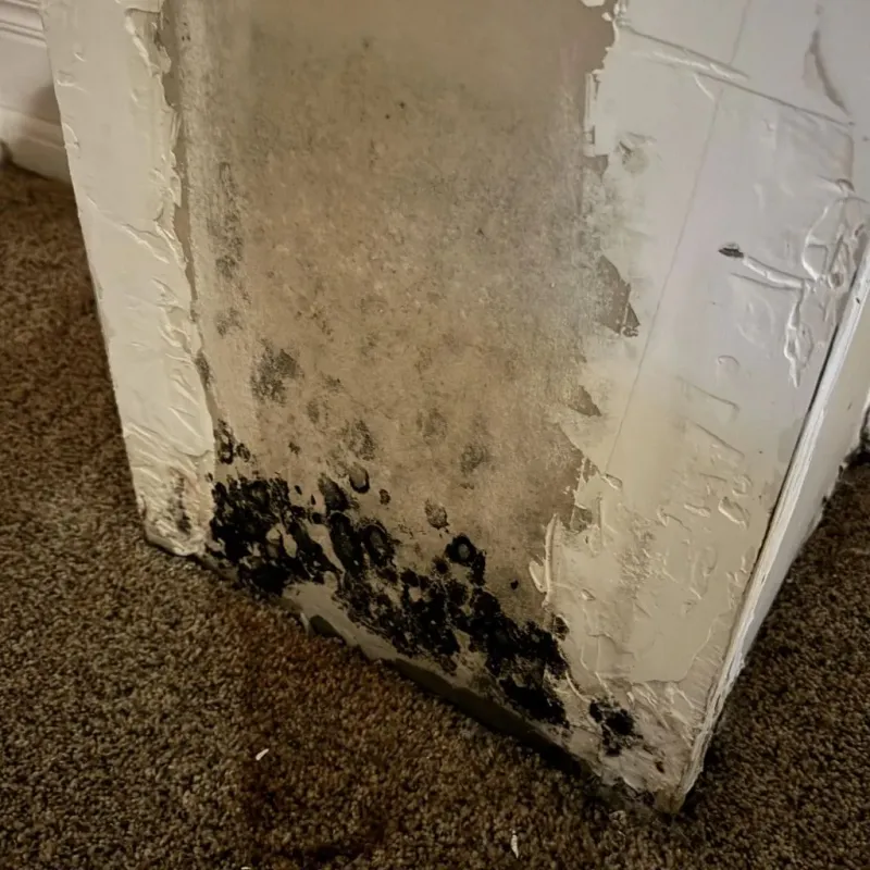 Professional Mold Removal in Sumrall, MS